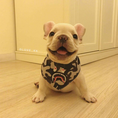 法斗 ​​​/可爱狗狗头像