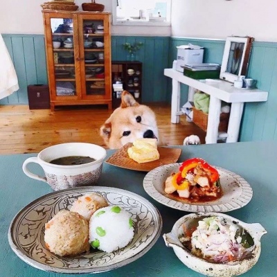 可爱柴犬微信头像  给我吃一口吧