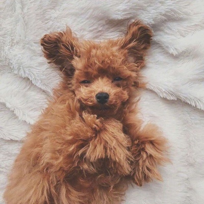 宠物头像 懒洋洋的冬日周末