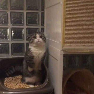 可爱搞怪沙雕的猫咪头像