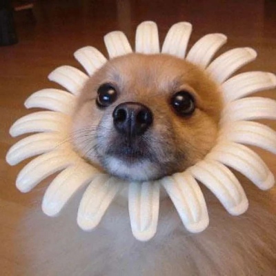 【情侣头像or背景】我想直立行走不想当单身狗。