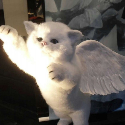 于泽:可爱猫咪宝贝微信头像/今日份铲屎官