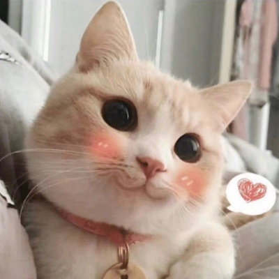 猫咪头像/嘤嘤嘤 太可爱了我相信以后我们会有猫的