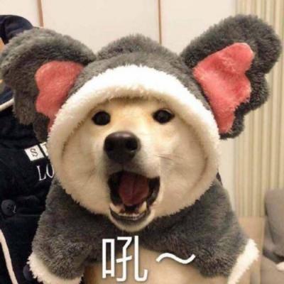 软锦：“狗子恶搞头像/表情包”