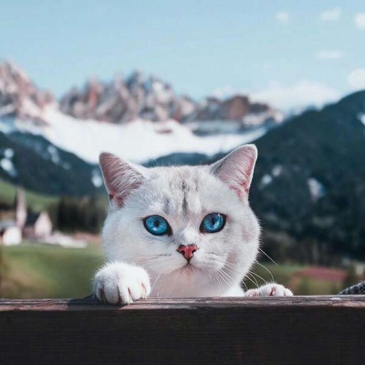 洛白:可爱动漫头像（猫 可爱 萌宠 奇特）