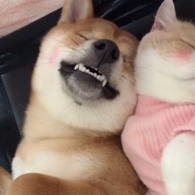 可爱萌宠情侣头像