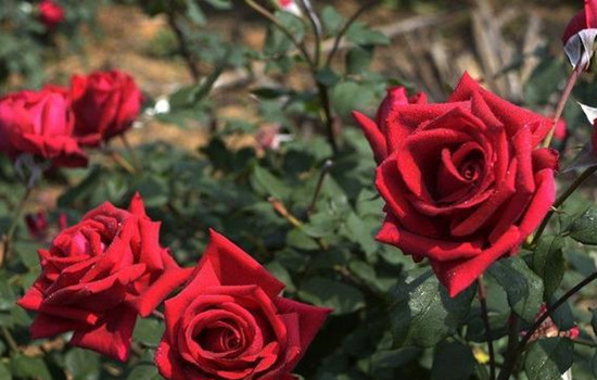 怎样与相亲女生深入的了解