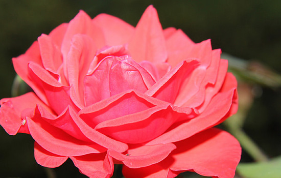 第一次相亲女方亲戚都来了怎么办