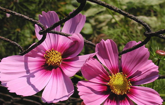 相亲女不回微信不接电话怎么办