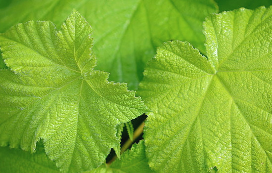 相亲男为什么着急与你见面