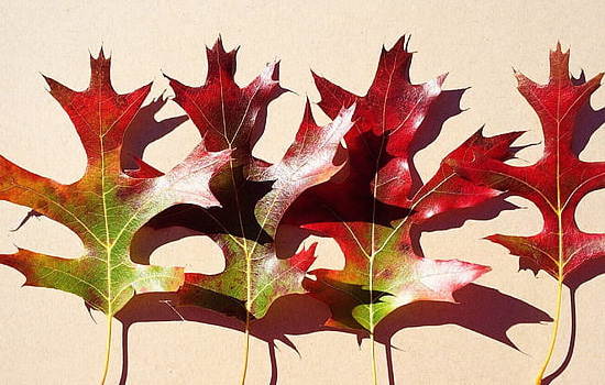 兄弟姐妹性格不合如何相处