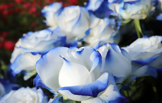 情侣性格不合能磨合吗