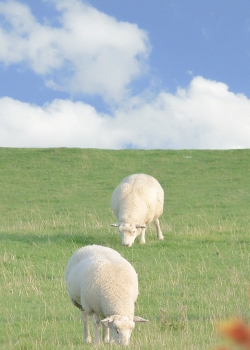 小春日风景绿色高清手机壁纸图片