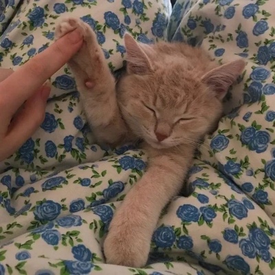 可爱的猫猫头像