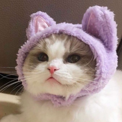 这些小动物好可爱啊，老夫的少女心啊～