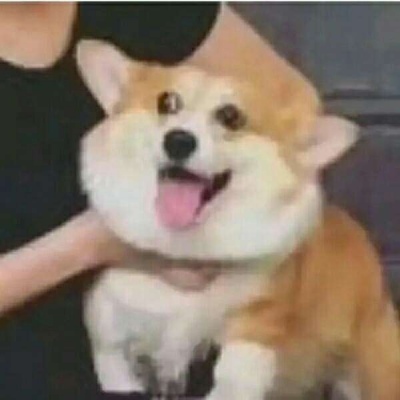 动物系可爱沙雕头像