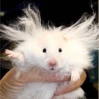 做动物届的大佬，今日份可爱你领取了吗？