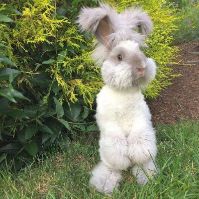 <动物>肩膀有点痒 可能在长小翅膀