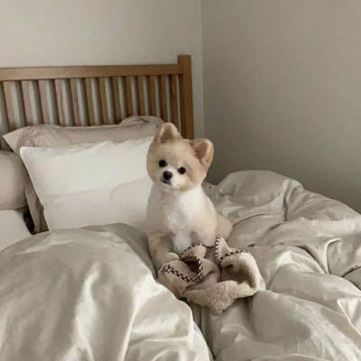 念寻:可爱萌宠头头像?