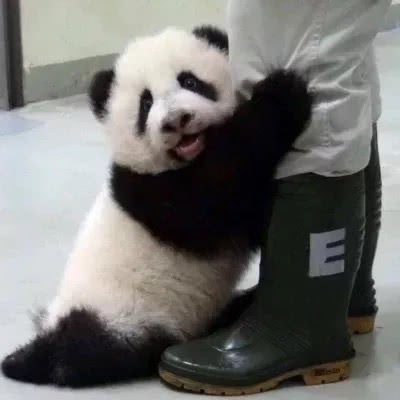 可可爱爱 没得脑袋