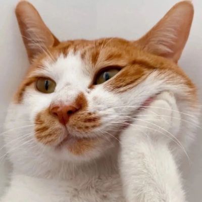 萌宠|个性|高质量|