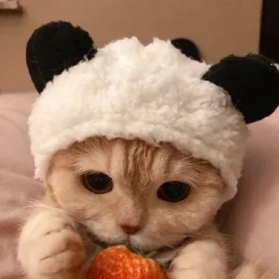 江孑 一对两张可爱猫咪甜蜜情头