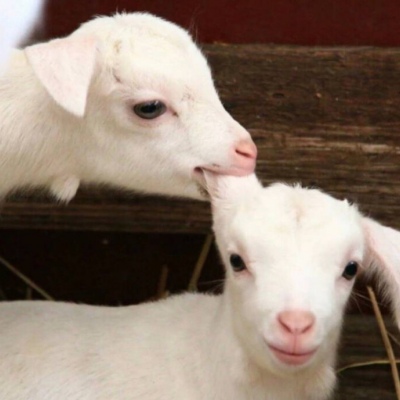 沙雕头像请收好