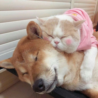 池乔/爬爬 卡卡卡卡哇伊情头 小涂鸭