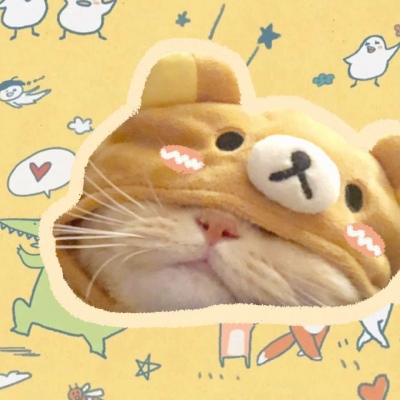 猫咪情头 ?你们喜欢的猫咪又来了