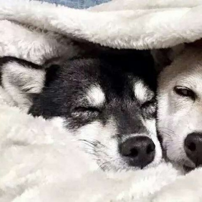 夏子衿/沙雕萌宠情头.