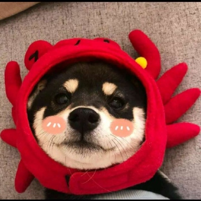 可爱动物头像，请签收.