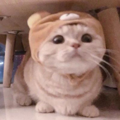 岍妍：可爱 猫猫猫/ 趁着星星和月亮都在，悄悄说声，你真可爱