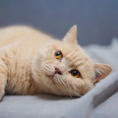 江孑 可爱猫咪超萌头像