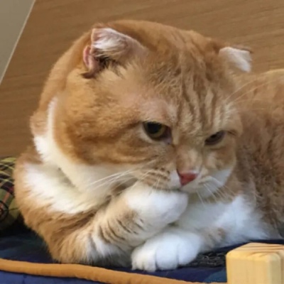 岍妍：月是人间散客 卿是人间绝色 亦是人间难得/猫喵喵^2