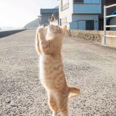 #猫#这样的猫咪你爱了吗