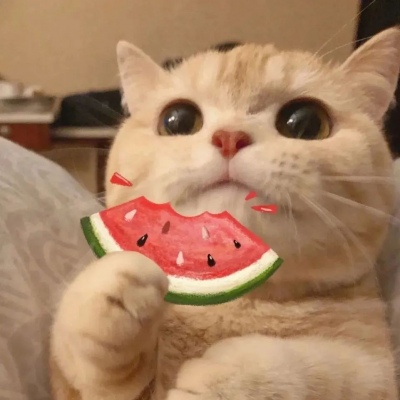 林弦 可可爱爱卡通猫咪头像